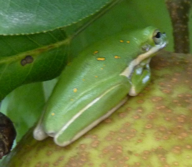 green treefrog