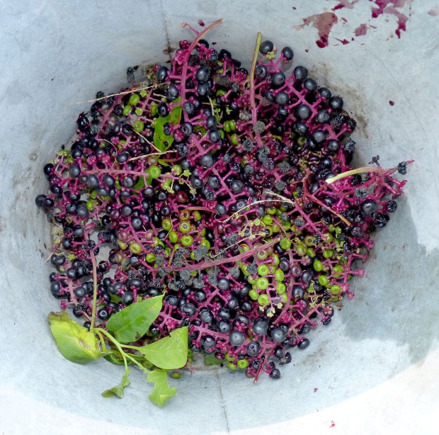Poke berries in the bucket.  I collected some every few days and kept them in the freezer until I had enough.