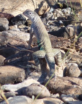 greater earless lizard
