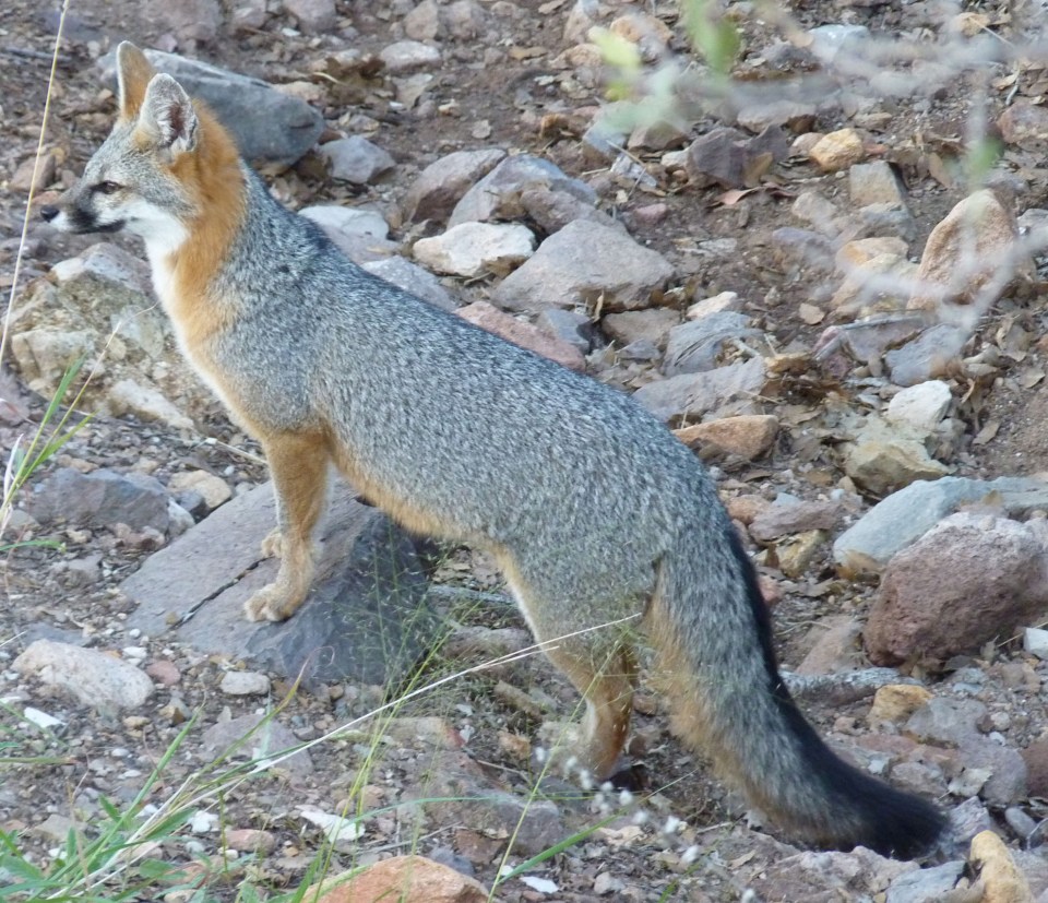 gray fox