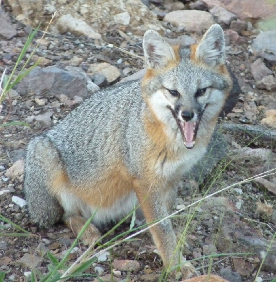 gray fox