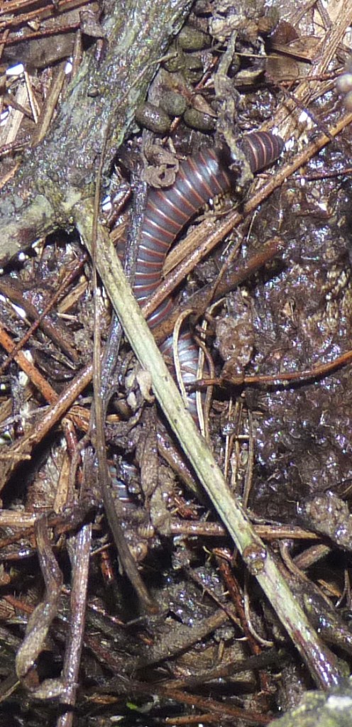 millipede