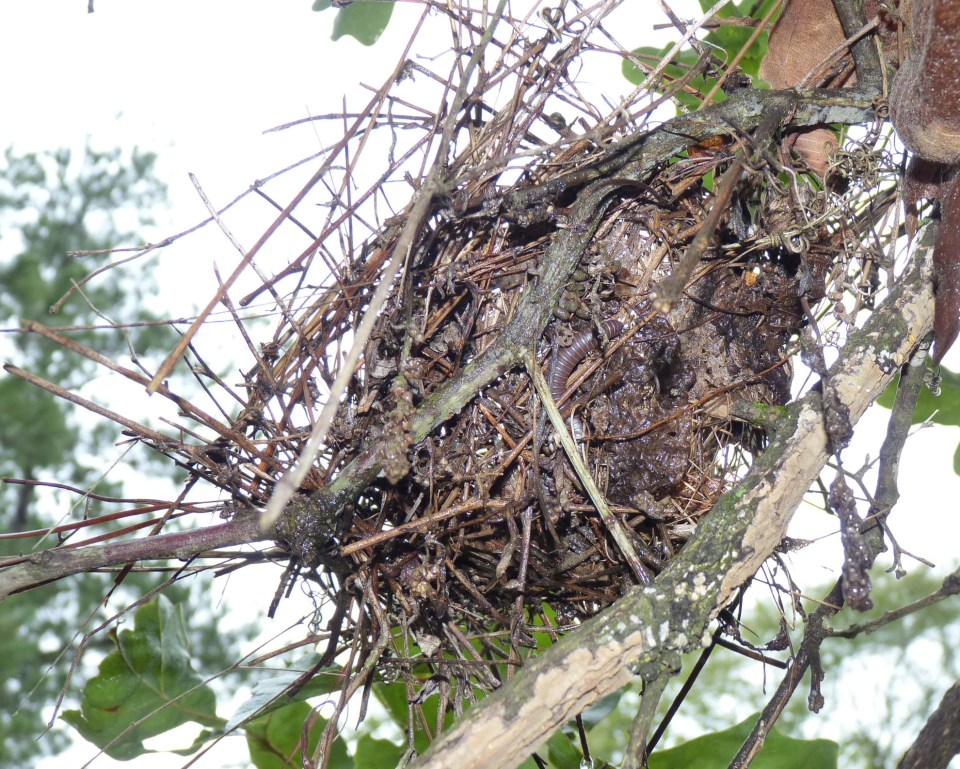 nest