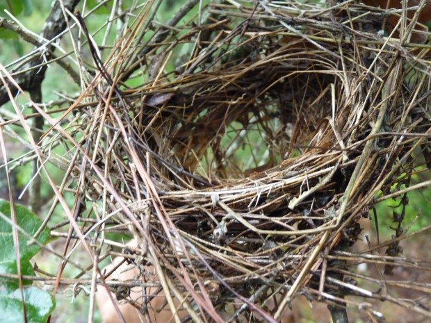 nest