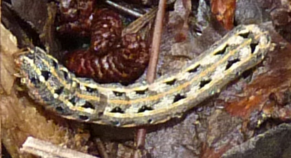 caterpillar