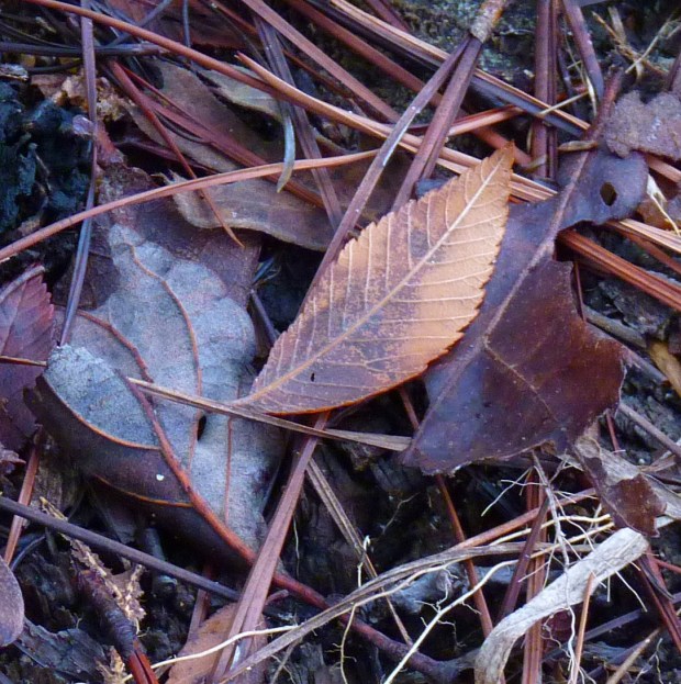 leaves and pine needles