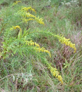 goldenrod