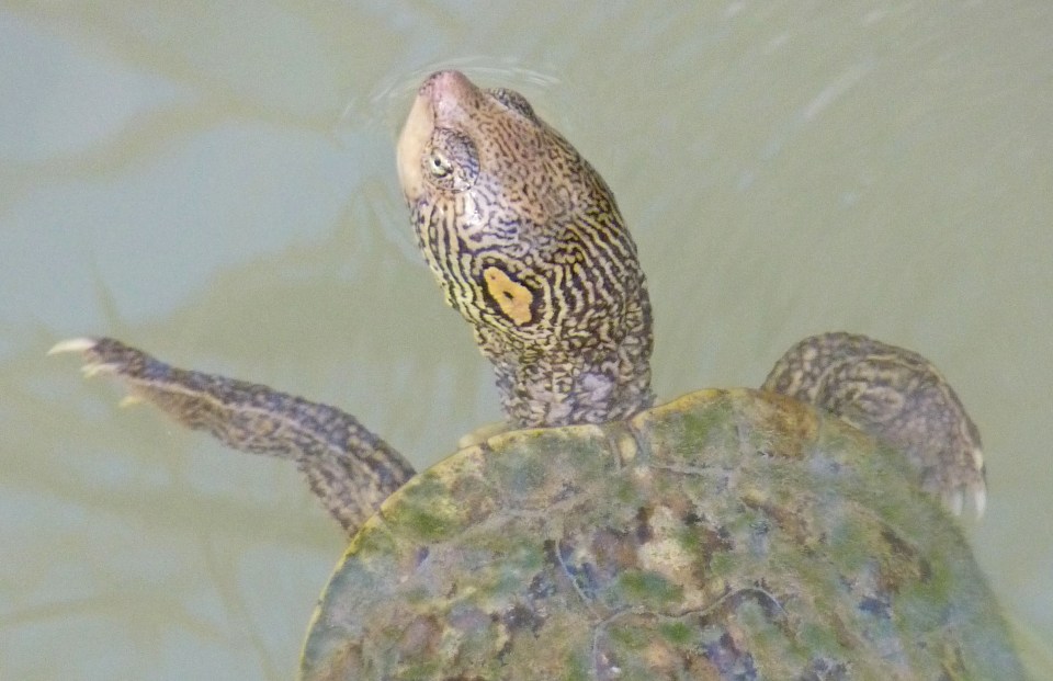 turtle in Rio Grande