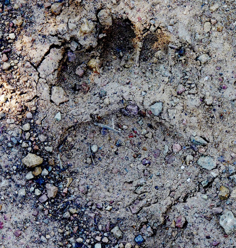 mountain lion print