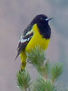 Scott's oriole