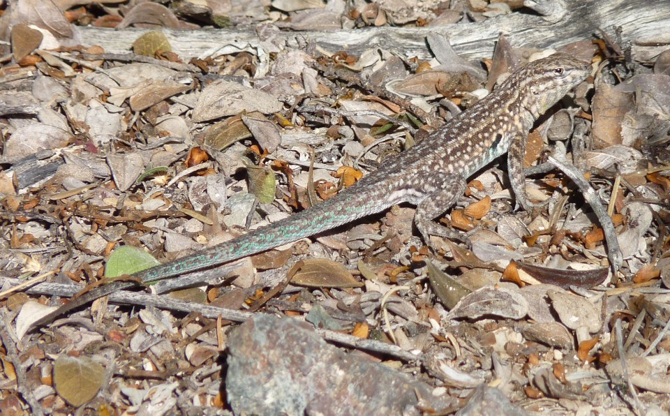 side-blotched lizard