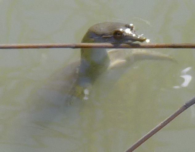 softshell turtle in Rio Grande