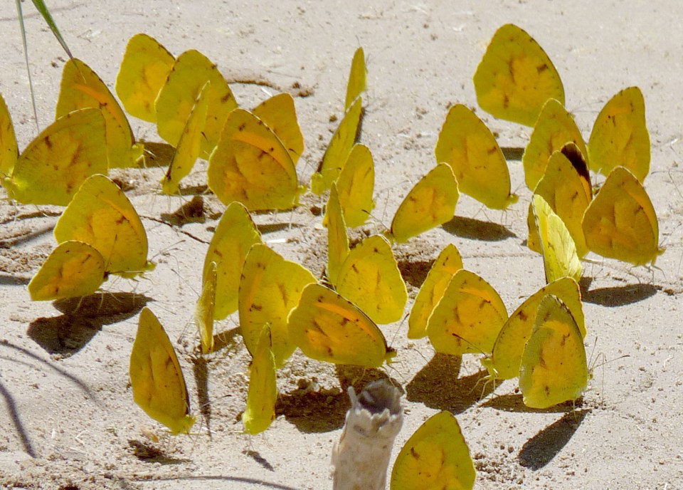 sulphur butterflies
