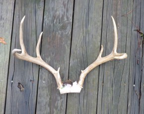 white-tail antlers