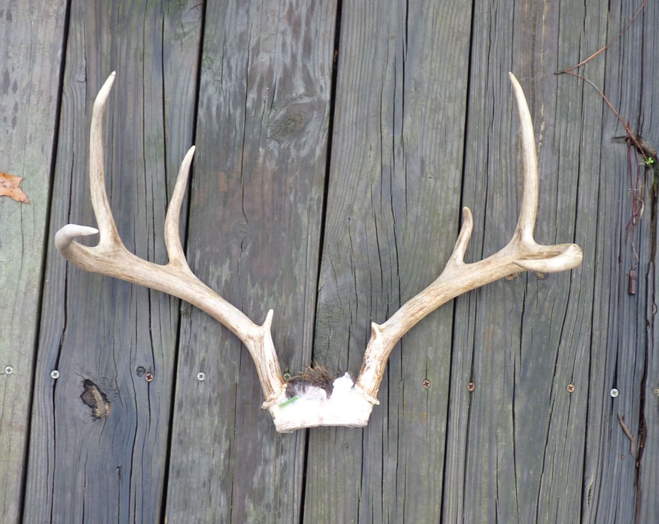 white-tail antlers