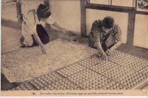 tending silkmoths postcard