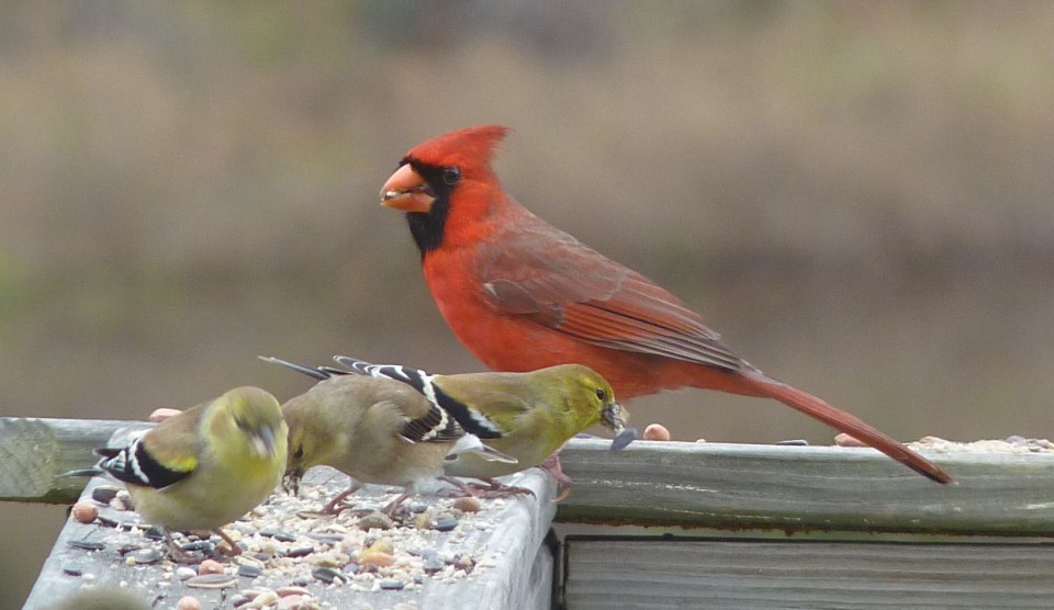 cardinal and goldfinches