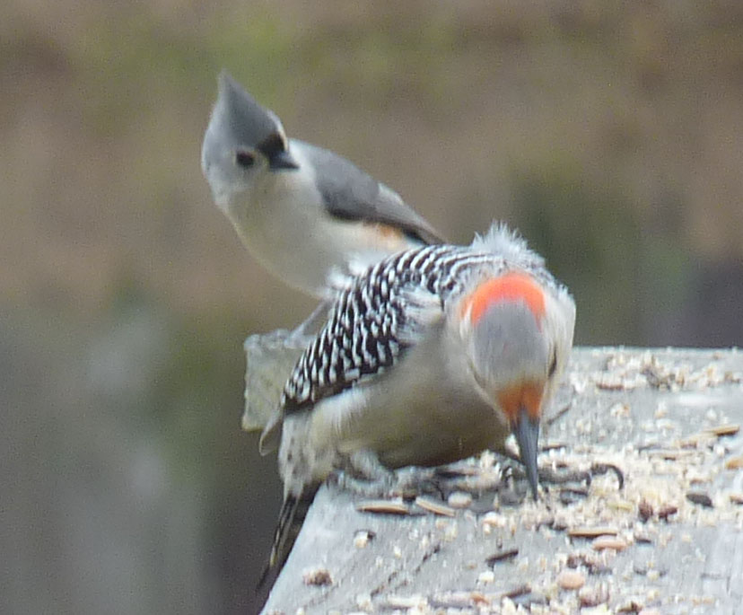 tufted titmouse and red-bellied woodpecker