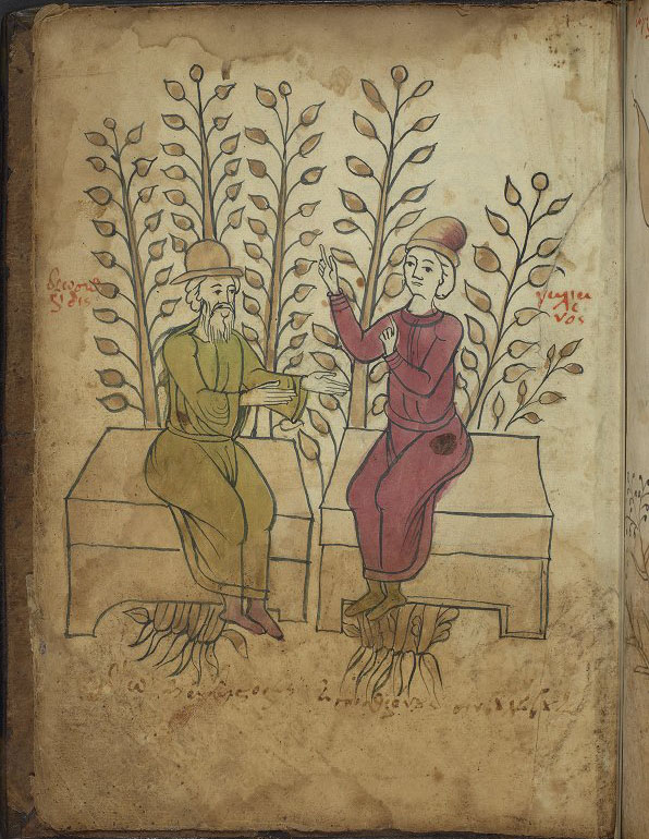 page from herbal