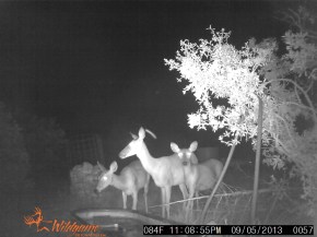 whitetail doe and fawns