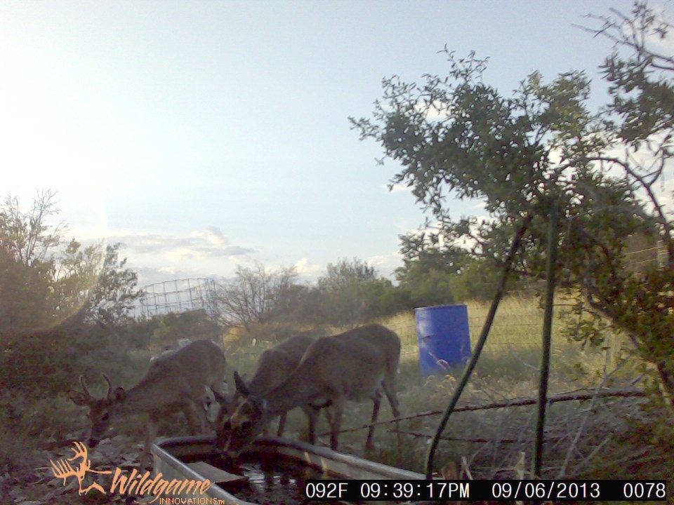 whitetail deer drinking