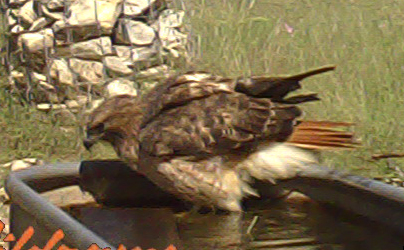 red-tailed hawk