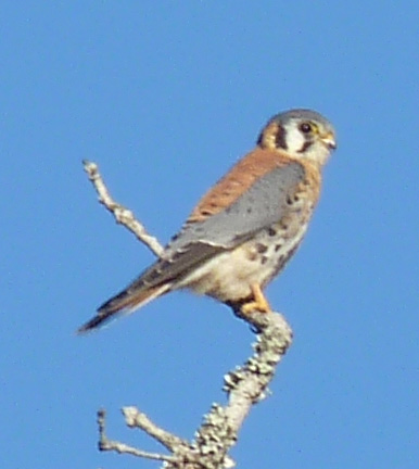 kestrel