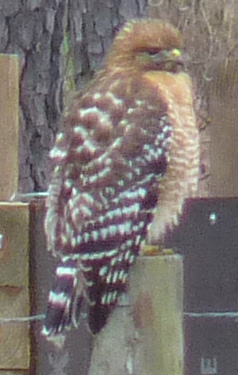 red-shouldered hawk