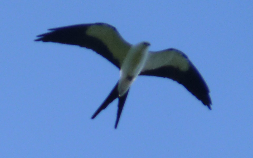 swallow-tailed kite