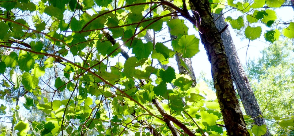 grape leaves