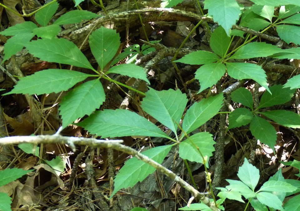 Virginia creeper