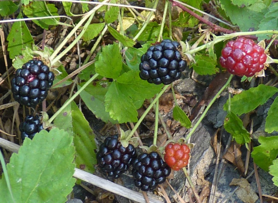 dewberries