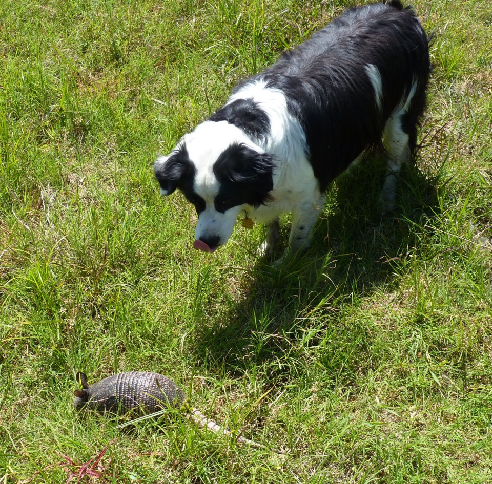 border collie and armadillo