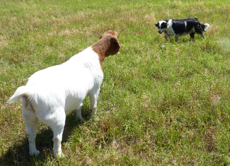 goat and border collie