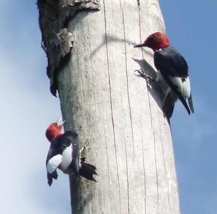 2 perched woodpeckers