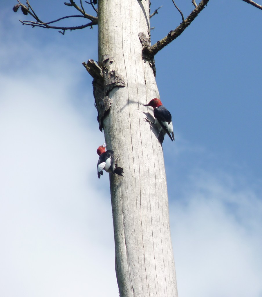 woodpeckers chasing