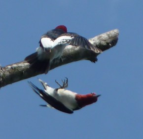 2 woodpeckers