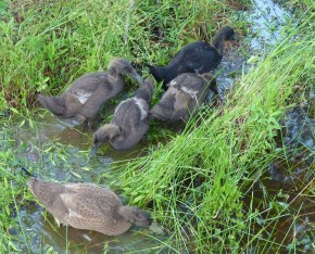 ducks at pond's edge