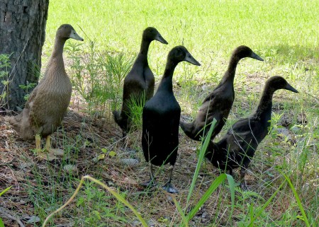 runner ducks