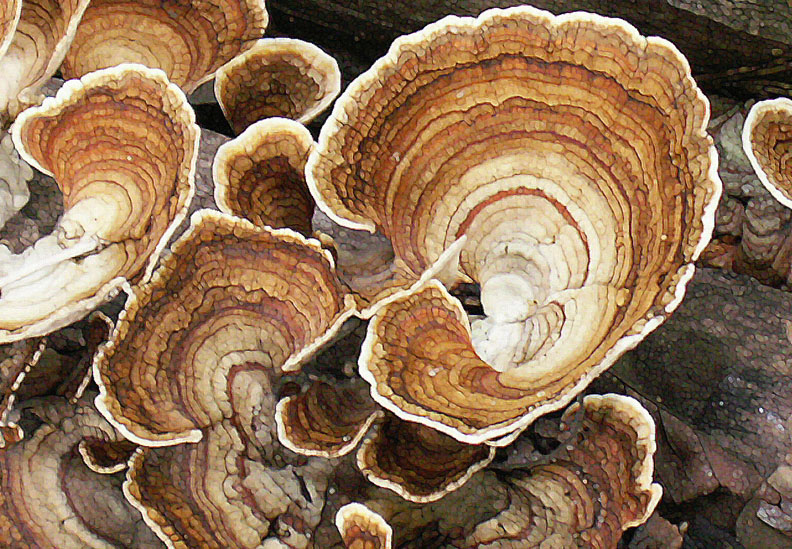 turkey tail fungus