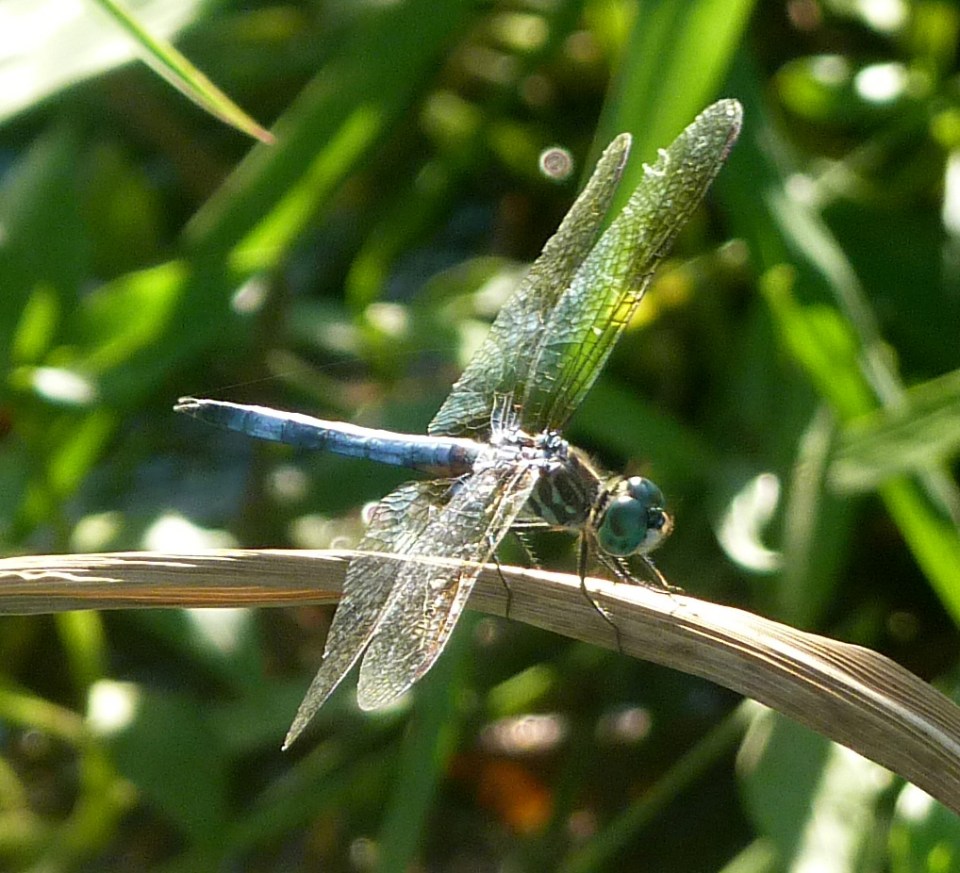 dragonfly