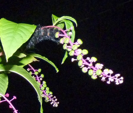 caterpillar and pokeweed