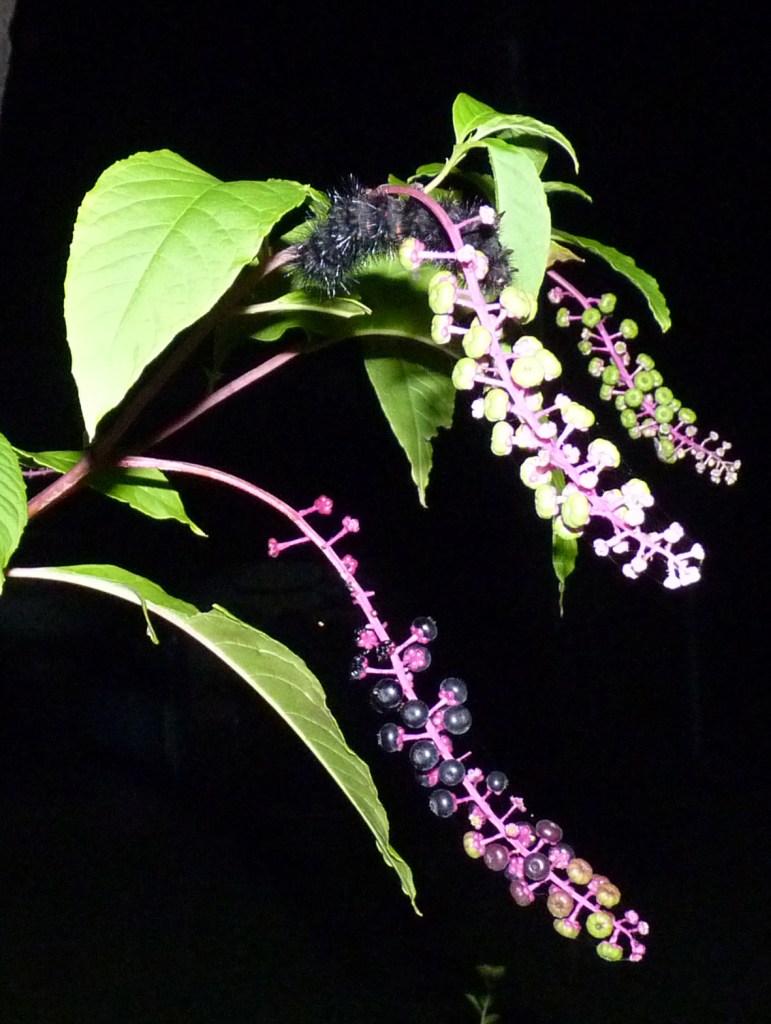 caterpillar on pokeweed