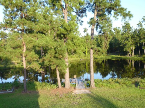 The pond in 2014