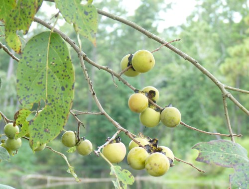 Common persimmon, Diospyros virginiana