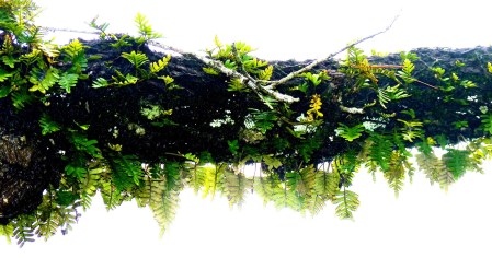 8 - 9 am - Take pictures in the yard.