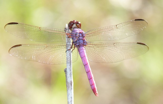Roseate Skimmer