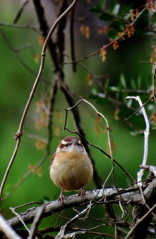 Carolina wren with vines