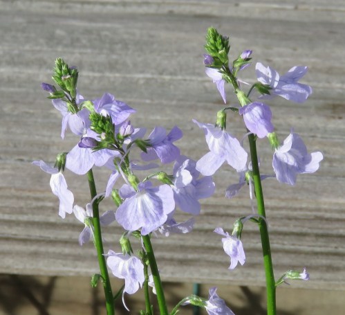 Toadflax!  I am going to have to draw some toads spinning!