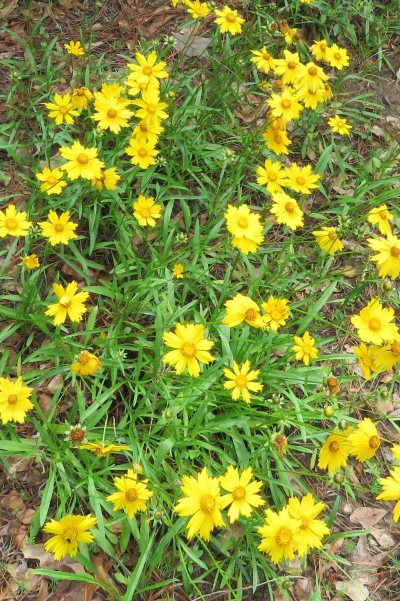 Coreopsis